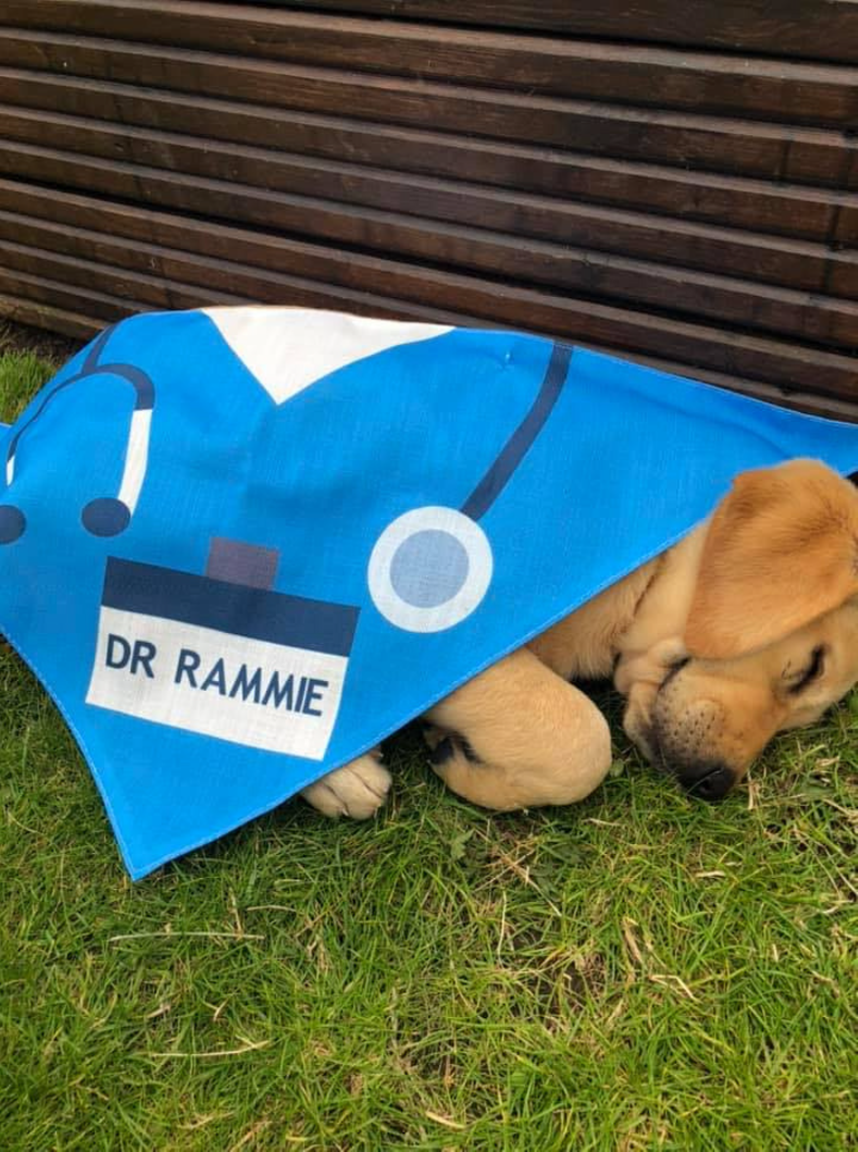 Therapy puppy Rammie taking a nap covered in a blanket with Dr Rammie name tag